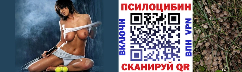 купить наркотик  Бакал  Псилоцибиновые грибы GOLDEN TEACHER 